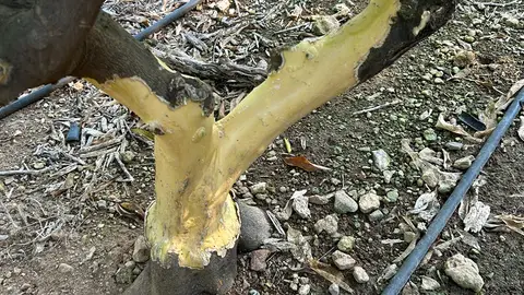 Naranjo dañado por la fauna silvestre Naranjo dañado por la fauna silvestre