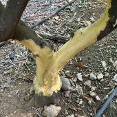 Naranjo dañado por la fauna silvestre