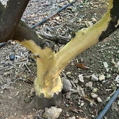 Naranjo dañado por la fauna silvestre Naranjo dañado por la fauna silvestre