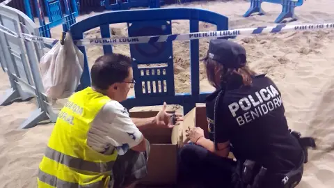 Nacen varias decenas de ejemplares de tortuga boba en la playa de Levante de Benidorm Nacen varias decenas de ejemplares de tortuga boba en la playa de Levante de Benidorm