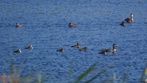 Aves acuáticas en las Tablas de Daimiel Aves acuáticas en las Tablas de Daimiel