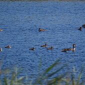Aves acuáticas en las Tablas de Daimiel