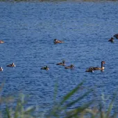 Aves acuáticas en las Tablas de Daimiel Aves acuáticas en las Tablas de Daimiel