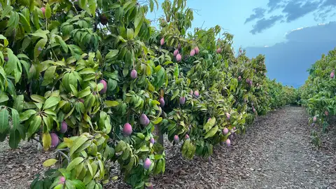 Aprueban la extensión de norma que potenciará el sector del aguacate y el mango en España Acuerdo