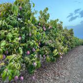 Aprueban la extensión de norma que potenciará el sector del aguacate y el mango en España