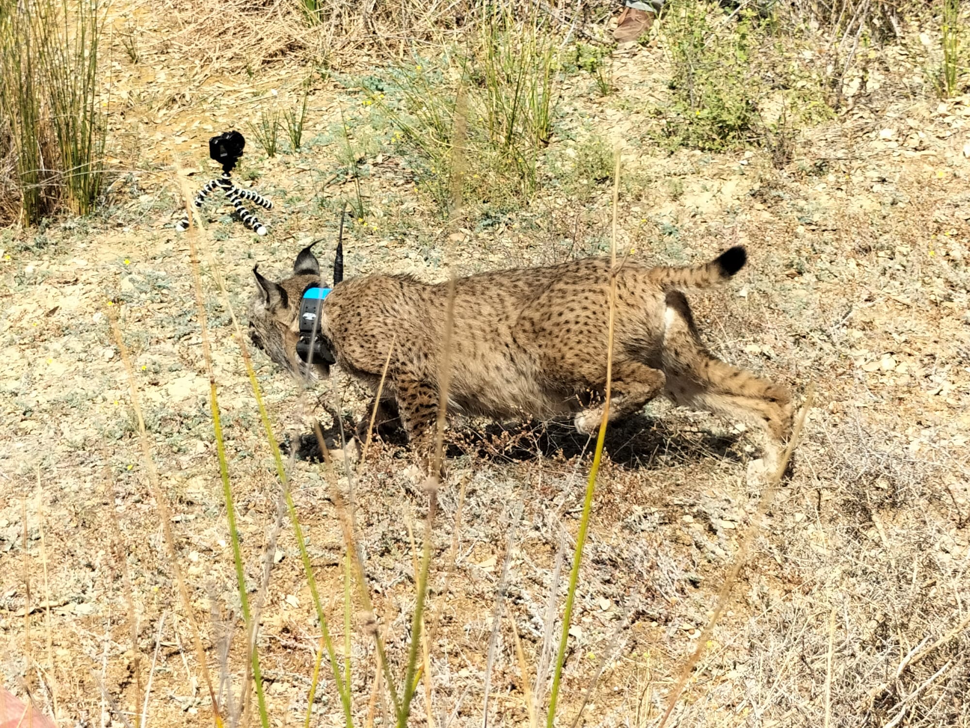 La Junta participa en la puesta en semilibertad de cuatro cachorros huérfanos de lince y su madre adoptiva La Junta participa en la puesta en semilibertad de cuatro cachorros huérfanos de lince y su madre adoptiva