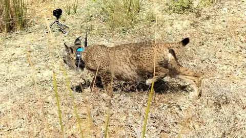 La Junta participa en la puesta en semilibertad de cuatro cachorros huérfanos de lince y su madre adoptiva La Junta participa en la puesta en semilibertad de cuatro cachorros huérfanos de lince y su madre adoptiva
