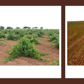 Asaja reclama a la Junta ayudas para paliar los efectos de los topillos y por la enfermedad del mildiu 