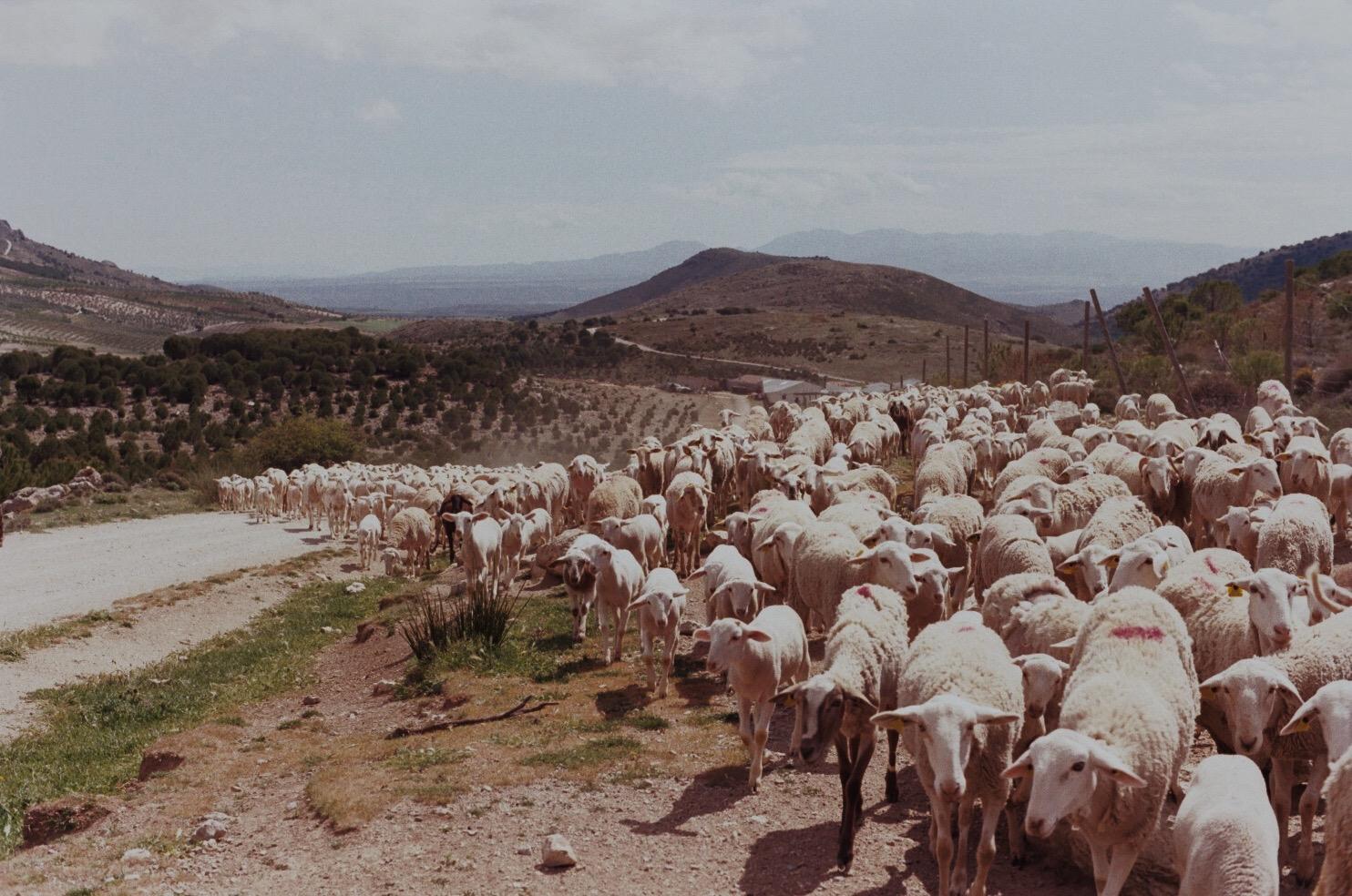 Primer positivo de lengua azul en Órgiva mantiene bajo vigilancia a 1.400 animales Primer positivo de lengua azul en Órgiva mantiene bajo vigilancia a 1.400 animales