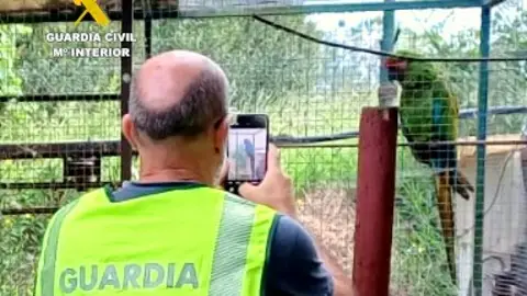 Rescatado un guacamayo robado en Reocín Rescatado un guacamayo robado en Reocín