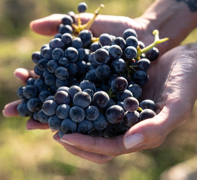 Optimismo en el sector del vino ante el inminente inicio de la vendimia Optimismo en el sector del vino ante el inminente inicio de la vendimia