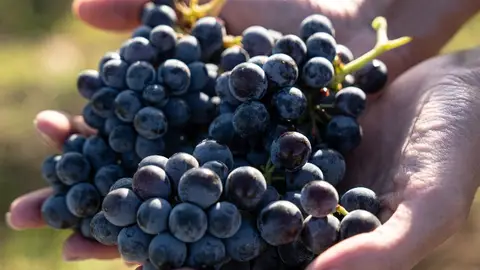 Las estimaciones calculan un incremento de la producción Las estimaciones calculan un incremento de la producción