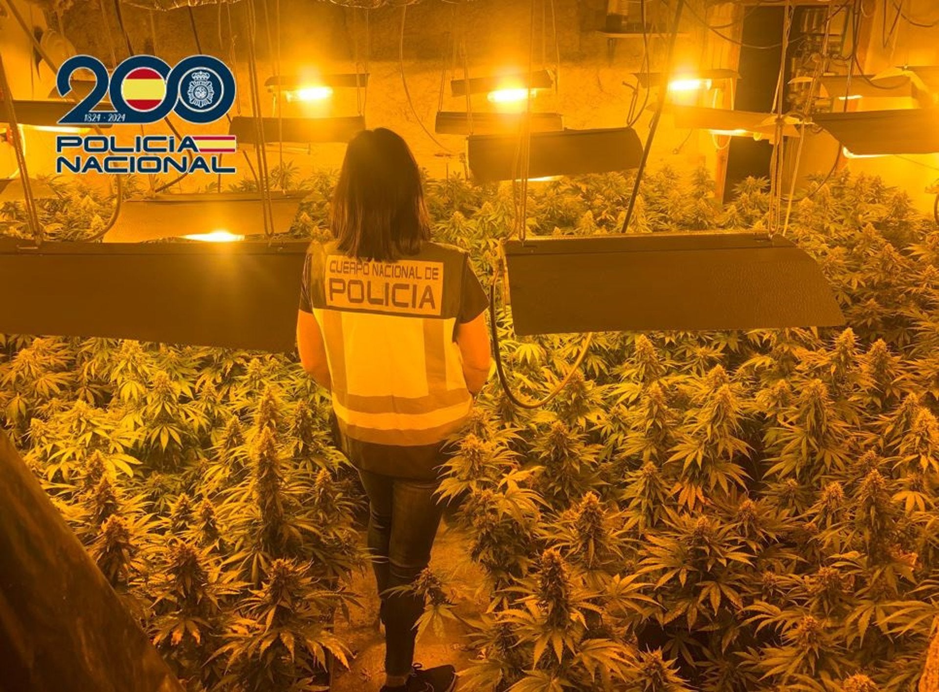 Desmantelan tres plantaciones de marihuana con más de 550 plantas y siete detenidos en Granada Desmantelan tres plantaciones de marihuana con más de 550 plantas y siete detenidos en Granada