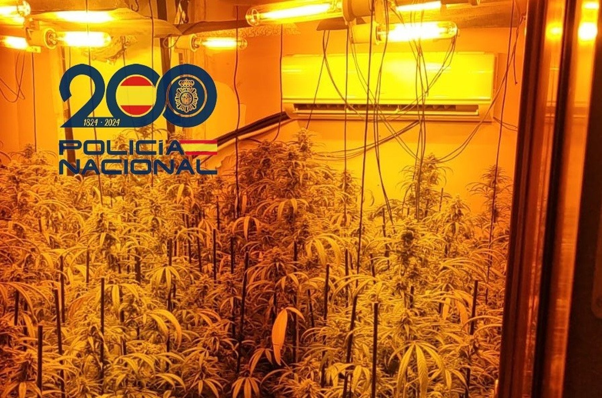 Dos detenidos y desmantelada una plantación 'indoor' descubierta por una alerta de violencia de género Dos detenidos y desmantelada una plantación 'indoor' descubierta por una alerta de violencia de género