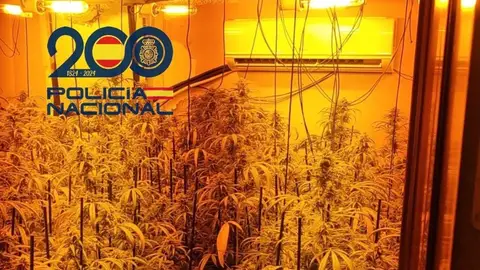 Plantacion de marihuana en Alcalá de Guadaíra. - POLICÍA NACIONAL Plantacion de marihuana en Alcalá de Guadaíra. - POLICÍA NACIONAL