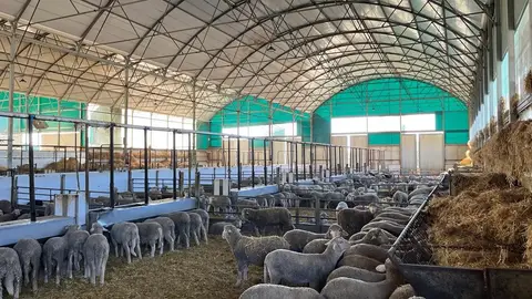 La Junta tiene a disposición de los ganaderos de ovino vacunas de distintos serotipos frente a la lengua azul La Junta tiene a disposición de los ganaderos de ovino vacunas de distintos serotipos frente a la lengua azul