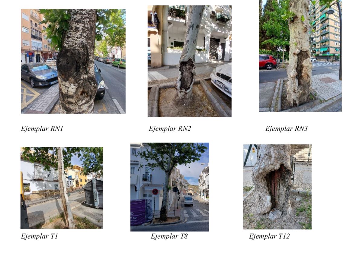 Solo se talarán seis árboles en la remodelación de la Avenida de Cervantes Solo se talarán seis árboles en la remodelación de la Avenida de Cervantes