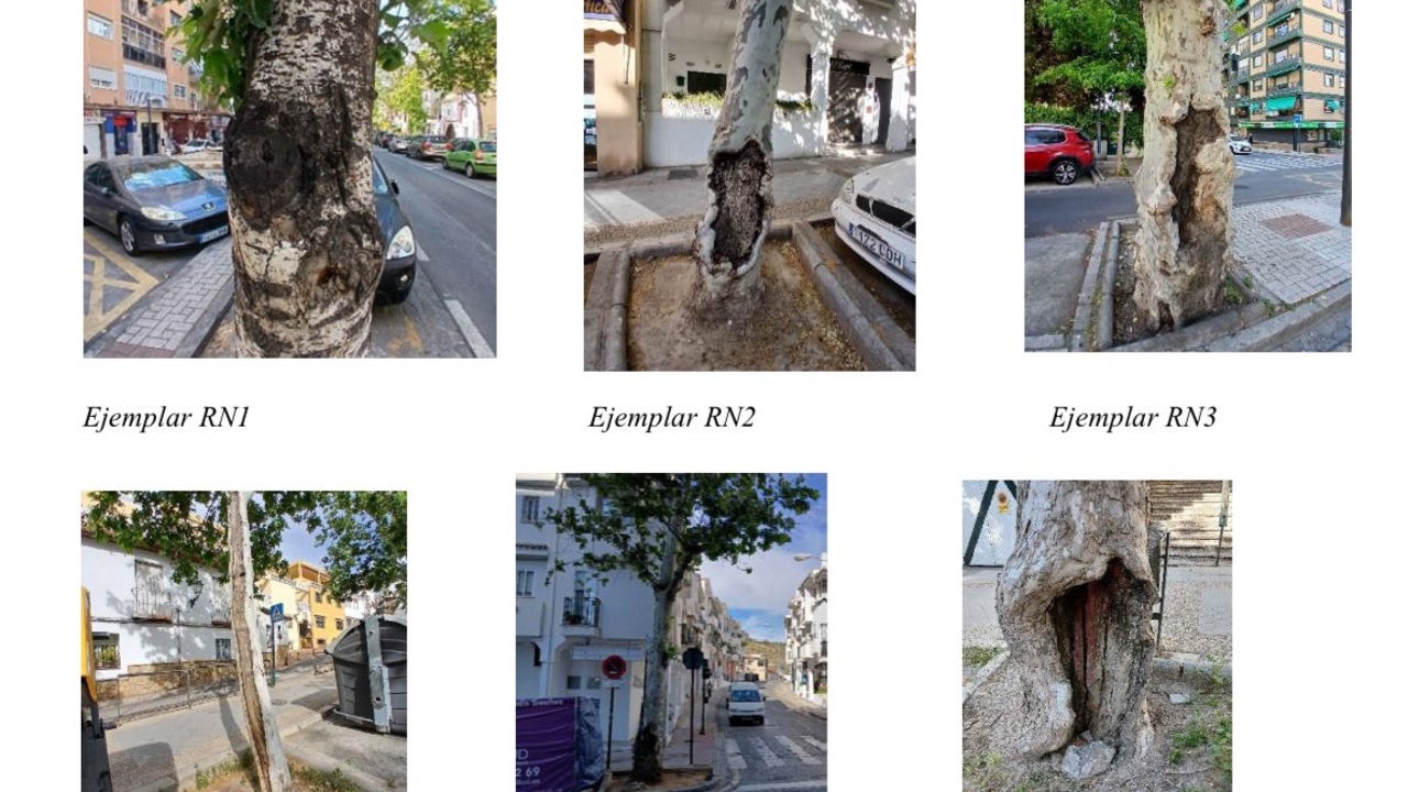 Solo se talarán seis árboles en la remodelación de la Avenida de ...