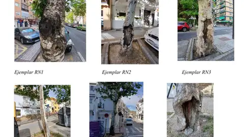 Solo se talarán seis árboles en la remodelación de la Avenida de Cervantes Solo se talarán seis árboles en la remodelación de la Avenida de Cervantes