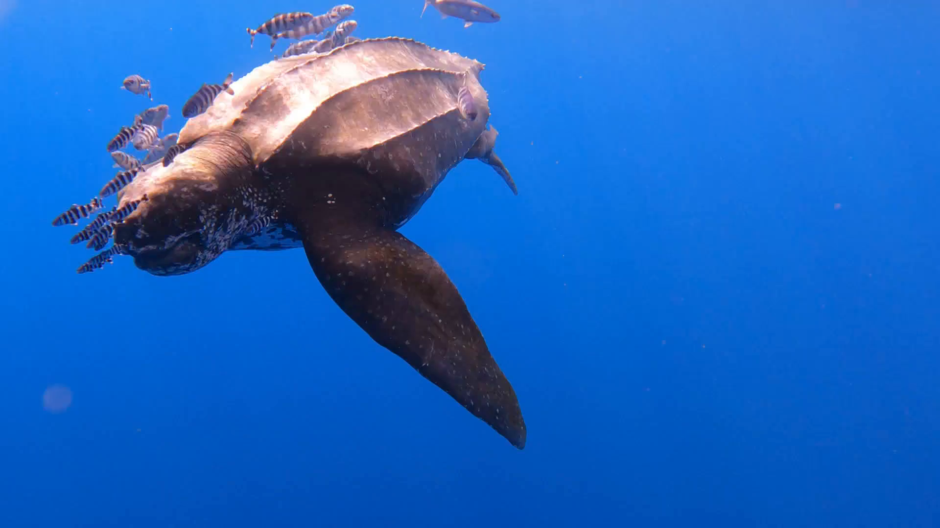 Avistada en Tenerife la tortuga marina más grande del mundo Avistada en Tenerife la tortuga marina más grande del mundo