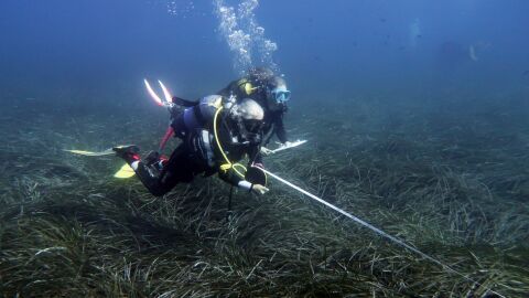 Submarinistas del Instituto toman mediciones de la pradera de posidonia