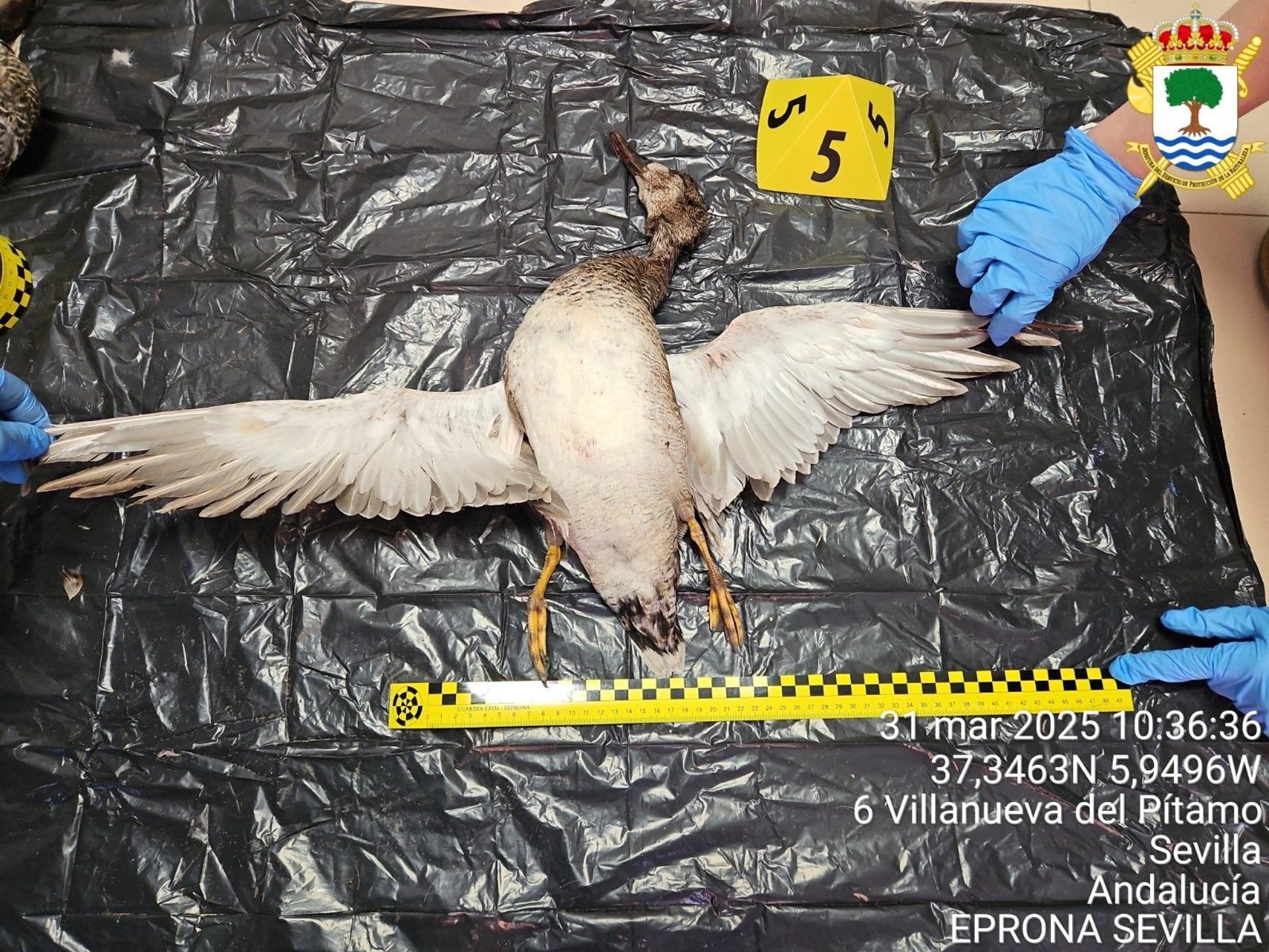 Tres investigados por caza furtiva de la cerceta pardilla, un ave en peligro de extinción Tres investigados por caza furtiva de la cerceta pardilla, un ave en peligro de extinción