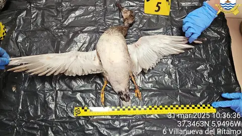 Uno de los ejemplares de anátidas incautados durante la operación 'Parzeta' en Sevilla. - GUARDIA CIVIL. Uno de los ejemplares de anátidas incautados durante la operación 'Parzeta' en Sevilla. - GUARDIA CIVIL.