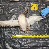 Uno de los ejemplares de anátidas incautados durante la operación 'Parzeta' en Sevilla. - GUARDIA CIVIL.