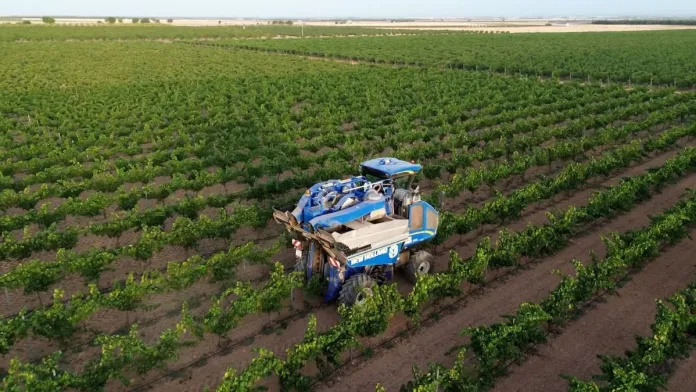 Calidad excelente, menos producción y buena rentabilidad marcan el inicio de campaña en Bodegas Símbolo Calidad excelente, menos producción y buena rentabilidad marcan el inicio de campaña en Bodegas Símbolo