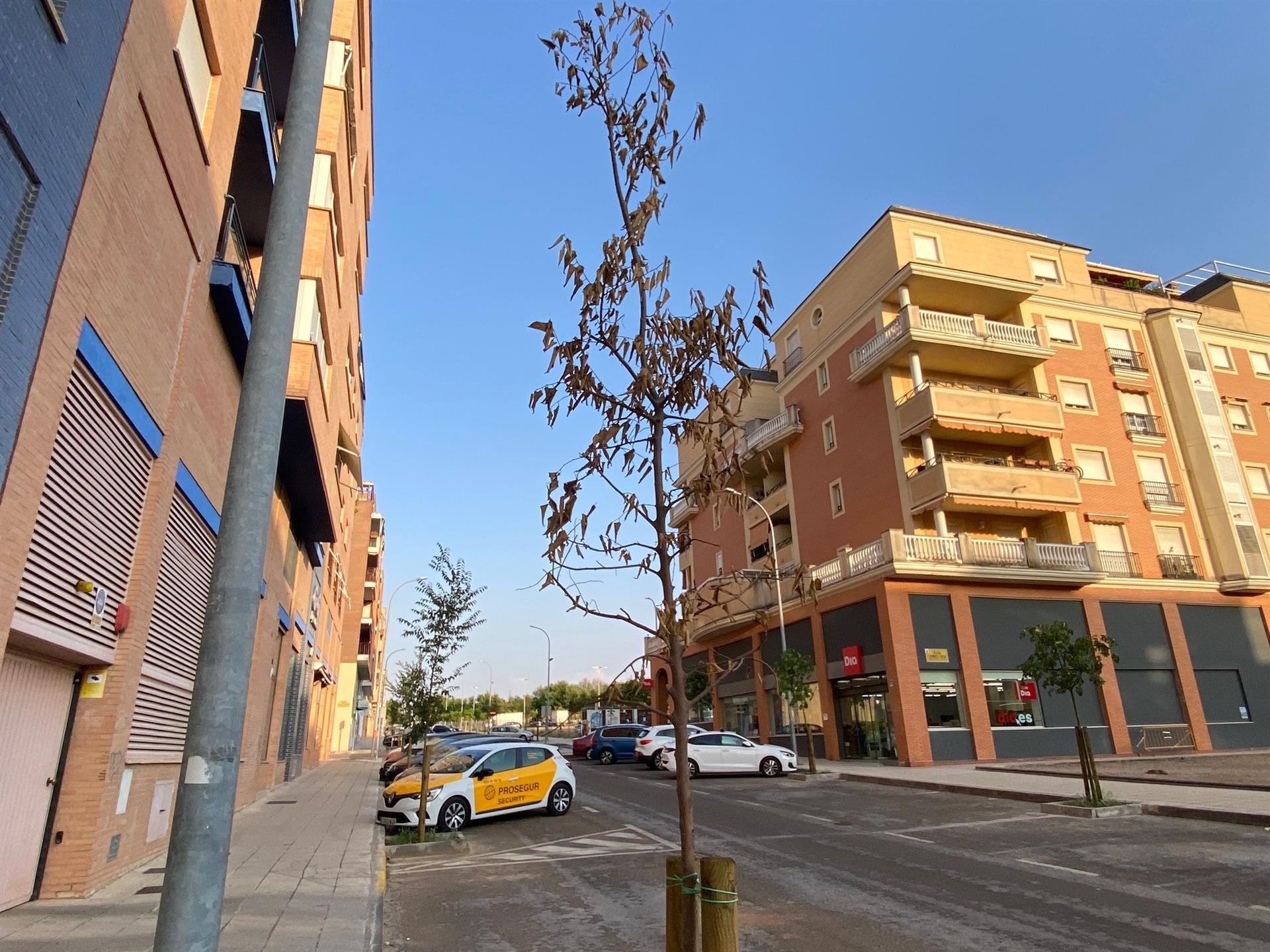 El PSOE de Badajoz insta al ayuntamiento a sustituir los árboles secos y a plantar más ejemplares en calles sin sombra El PSOE de Badajoz insta al ayuntamiento a sustituir los árboles secos y a plantar más ejemplares en calles sin sombra