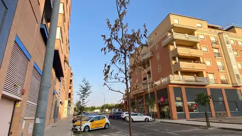 El PSOE de Badajoz insta al ayuntamiento a sustituir los árboles secos y a plantar más ejemplares en calles sin sombra El PSOE de Badajoz insta al ayuntamiento a sustituir los árboles secos y a plantar más ejemplares en calles sin sombra