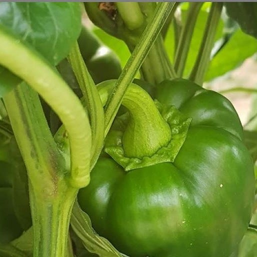 Con una demanda en los mercados superior a la oferta, el pimiento cascudo de Villanueva de los Infantes sigue dando beneficios Con una demanda en los mercados superior a la oferta, el pimiento cascudo de Villanueva de los Infantes sigue dando beneficios