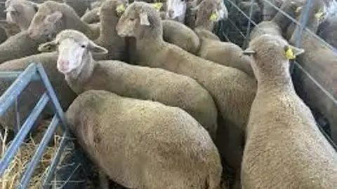 Apag Extremadura Asaja exige "soluciones urgentes" e "indemnizaciones justas" ante la crisis ganadera por la Lengua Azul Apag Extremadura Asaja exige "soluciones urgentes" e "indemnizaciones justas" ante la crisis ganadera por la Lengua Azul