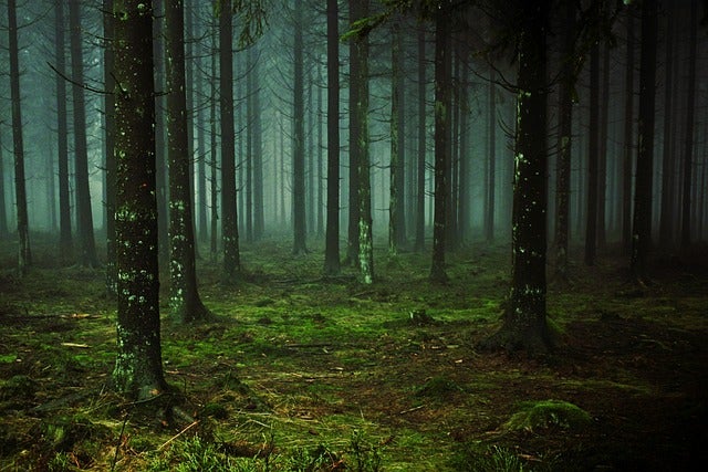 La importancia de la preservación de la microbiota forestal La importancia de la preservación de la microbiota forestal