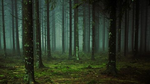 La importancia de la preservaci&oacute;n de la microbiota forestal