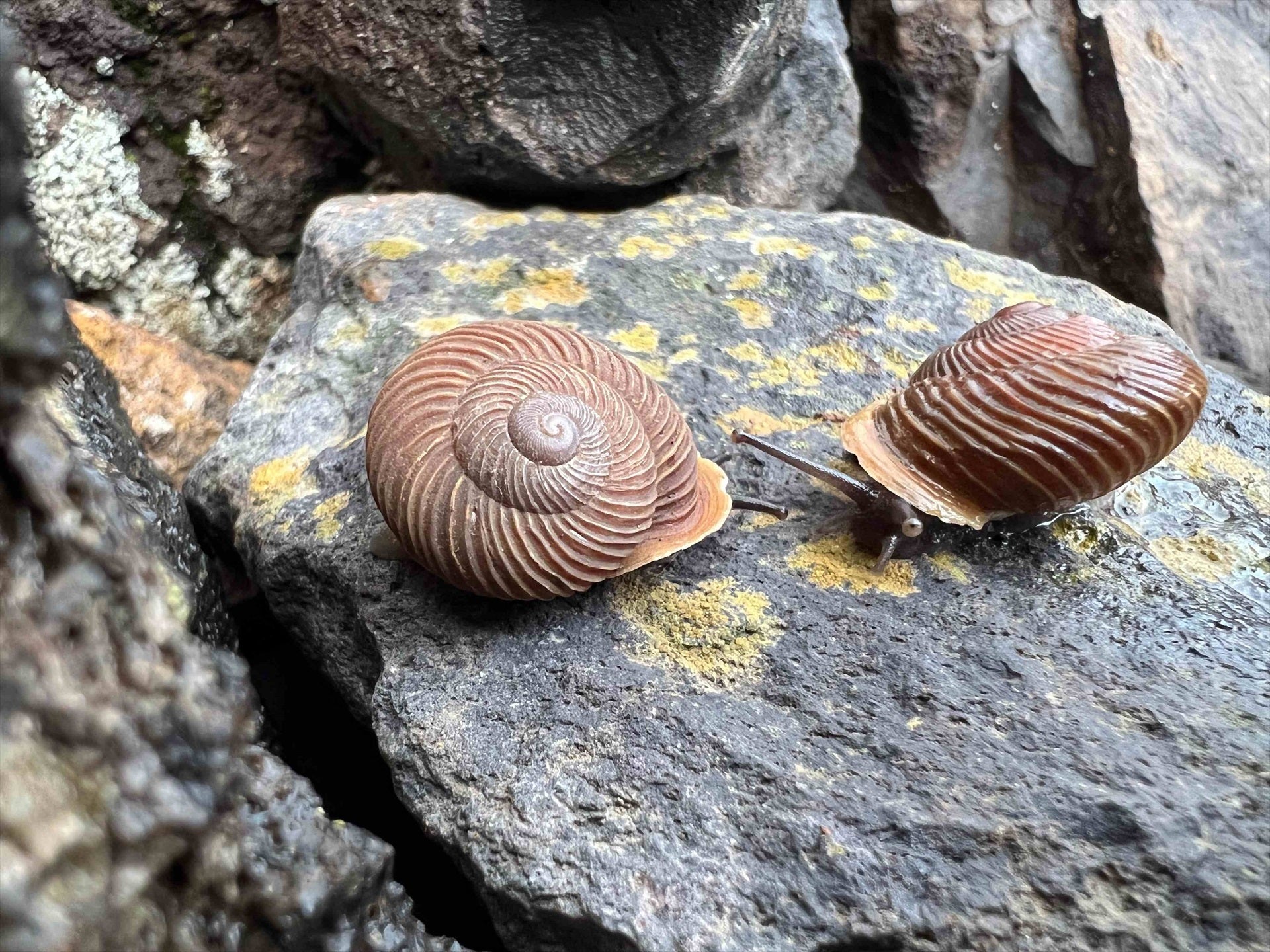 Noticias de vistazo Noticias de vistazo