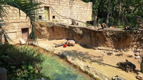 As&iacute; se protegen los animales de Terra Natura frente a la ola de calor