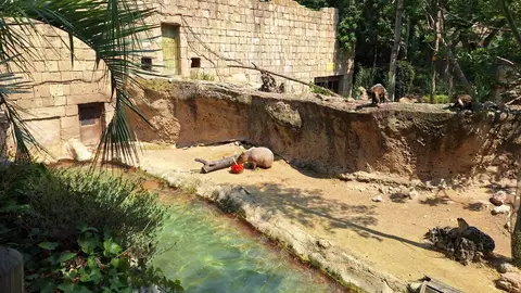 Así se protegen los animales de Terra Natura frente a la ola de calor Así se protegen los animales de Terra Natura frente a la ola de calor