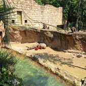 Así se protegen los animales de Terra Natura frente a la ola de calor Así se protegen los animales de Terra Natura frente a la ola de calor