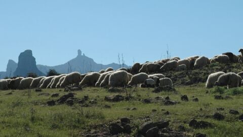 Trashumancia en Gran Canaria