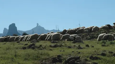 Trashumancia en Gran Canaria Trashumancia en Gran Canaria