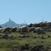 Trashumancia en Gran Canaria