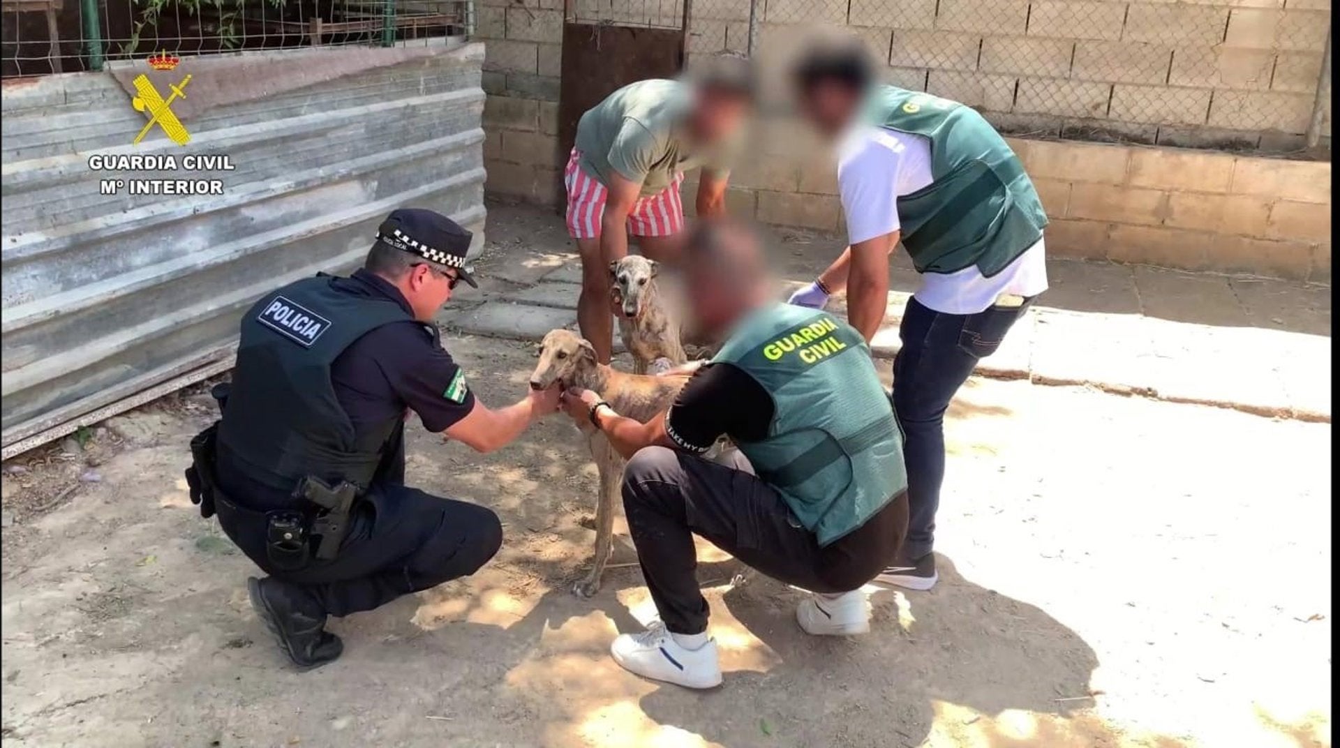 Dos detenidos por el robo y la mutilación de dos galgos de competición en Villanueva del Ariscal Dos detenidos por el robo y la mutilación de dos galgos de competición en Villanueva del Ariscal