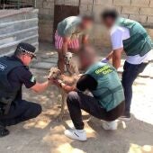 La Guardia Civil de Sevilla ha detenido a dos implicados en el robo y mutilación de dos galgos de competición en Sevilla - GUARDIA CIVIL DE SEVILLA