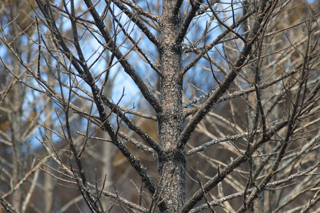 Cuánto tarda un bosque o un campo en recuperarse de un incendio en España Cuánto tarda un bosque o un campo en recuperarse de un incendio en España