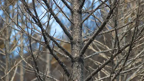 Incendio forestal en la Reserva Natural Courel-Ancares,en los montes entre León y Galicia. Cuánto tarda un bosque o un campo en recuperarse de un incendio en España
