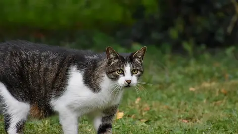 Un gato paseando por el césped Un estudio revela que la demencia en los gatos comparte alteraciones cerebrales con el Alzheimer humano