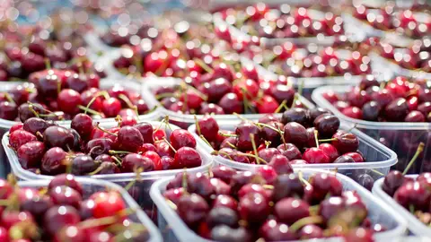 Aragón es, seguida del valle del Jerte, la mayor productora de cereza de España Aragón es, seguida del valle del Jerte, la mayor productora de cereza de España