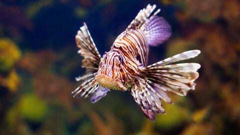 El pez de le&oacute;n, una de las especies con m&aacute;s rareza del Mediterr&aacute;neo