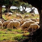 Rebaño de ovejas. - JUNTA DE ANDALUCIA